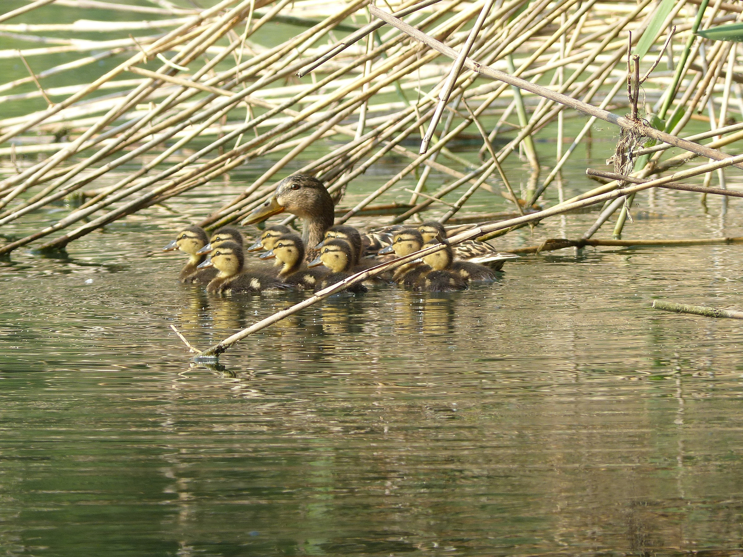 femmina di germano con piccoli