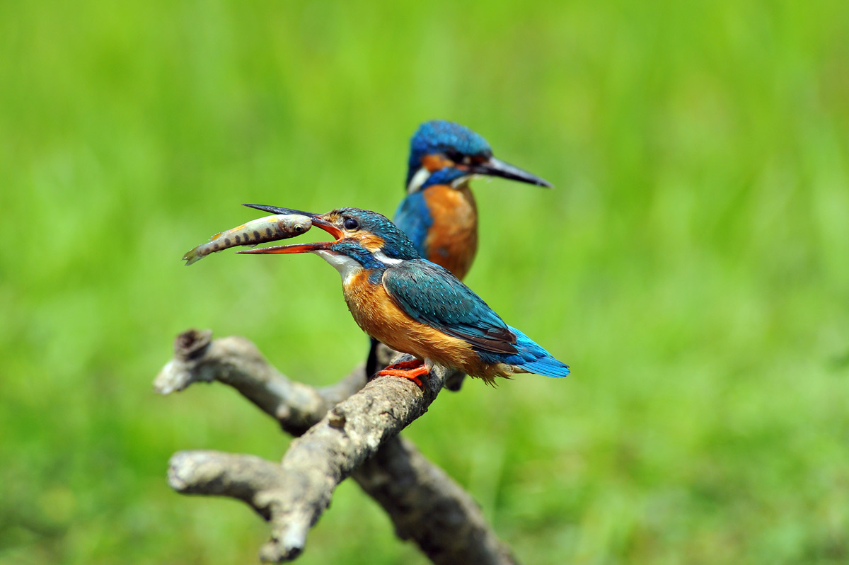 Kingfisher