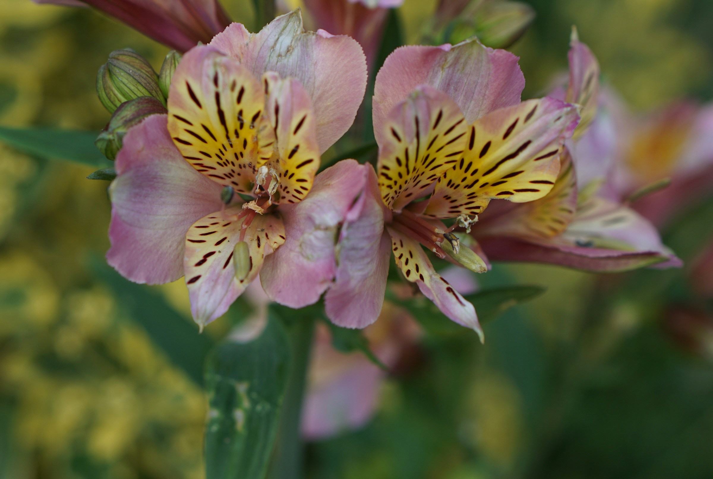 Prima foto cinquantino