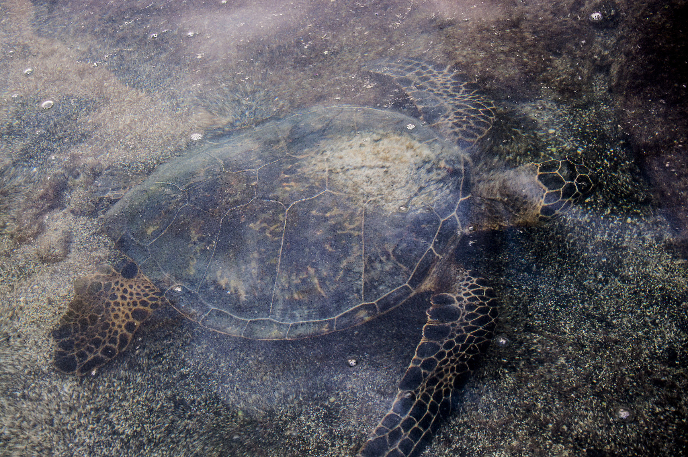 Tartaruga Big island