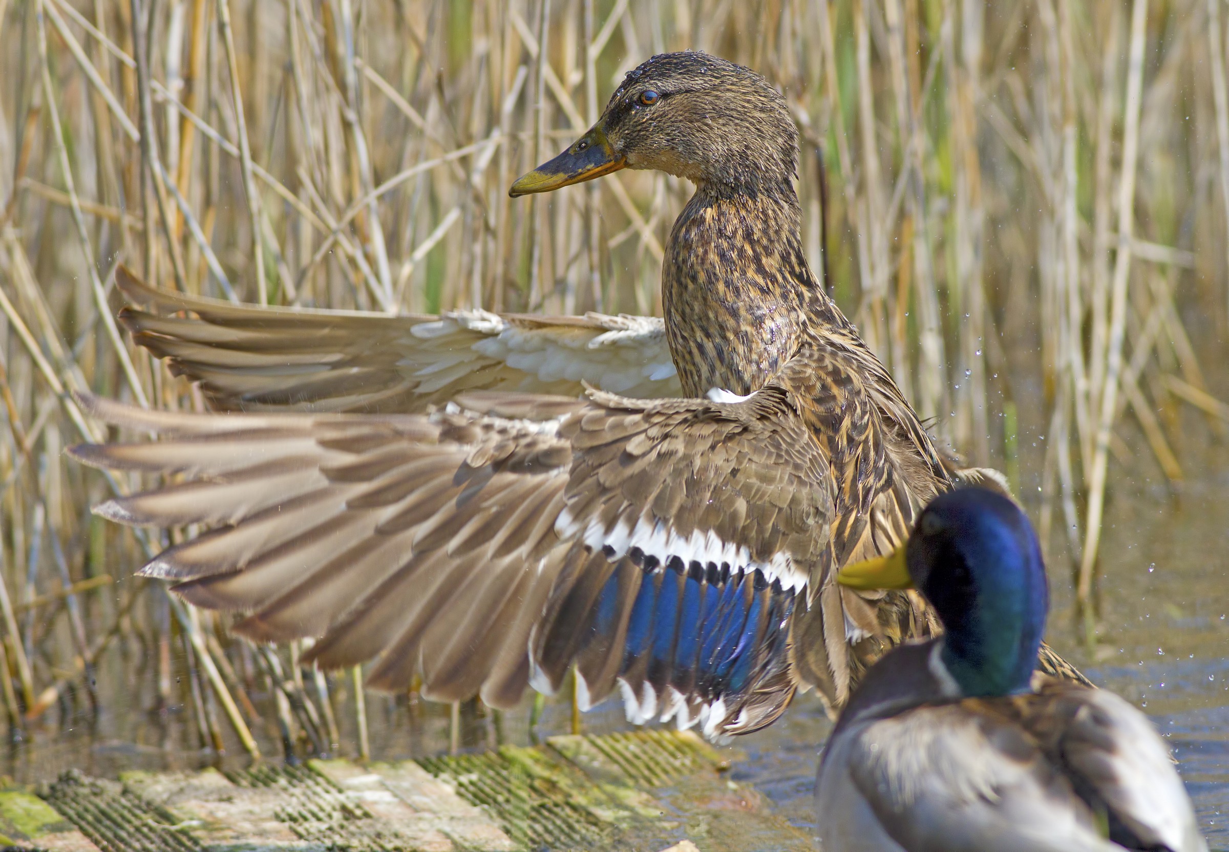 The female and elegance
