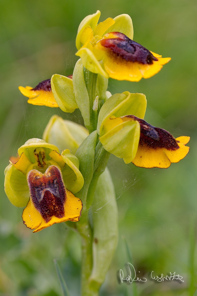 Ophrys