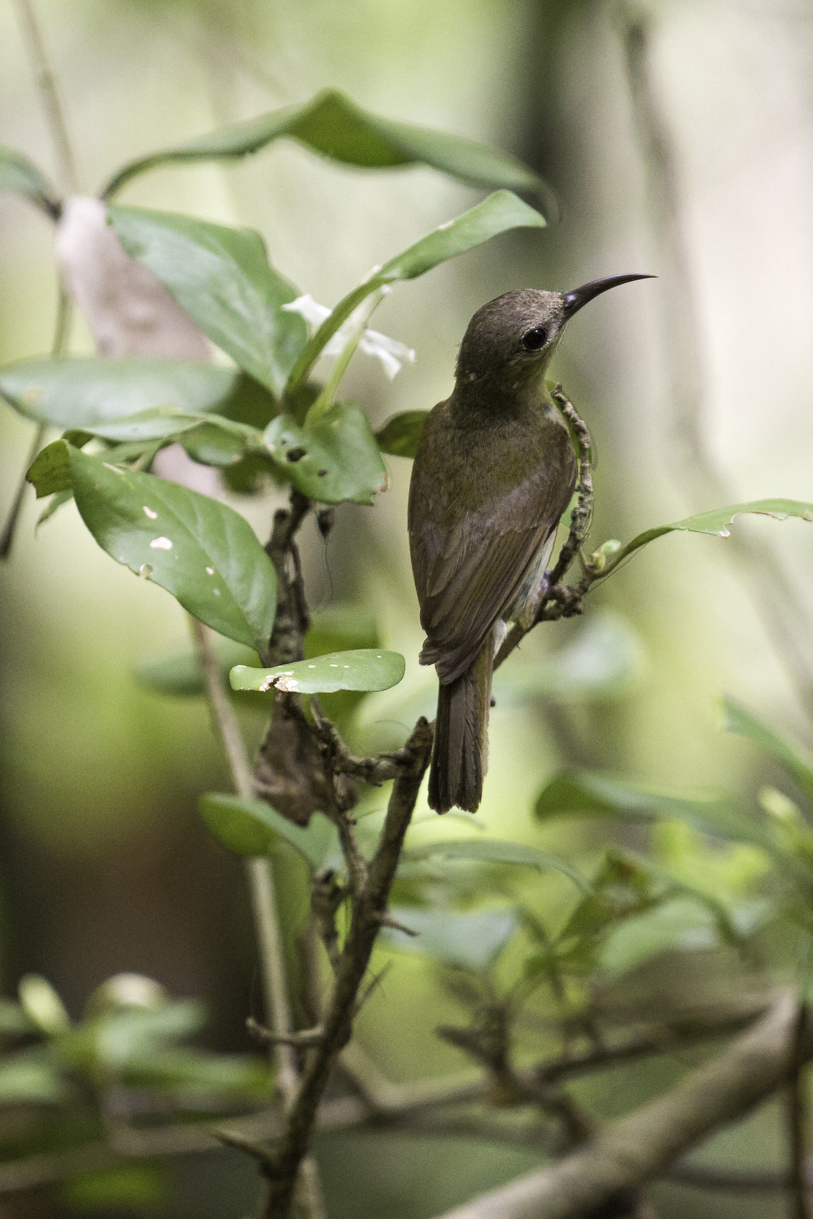 nettarinia in Vietnam