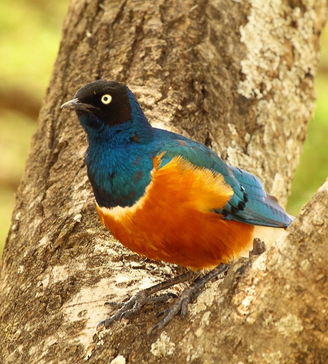 Superb starling