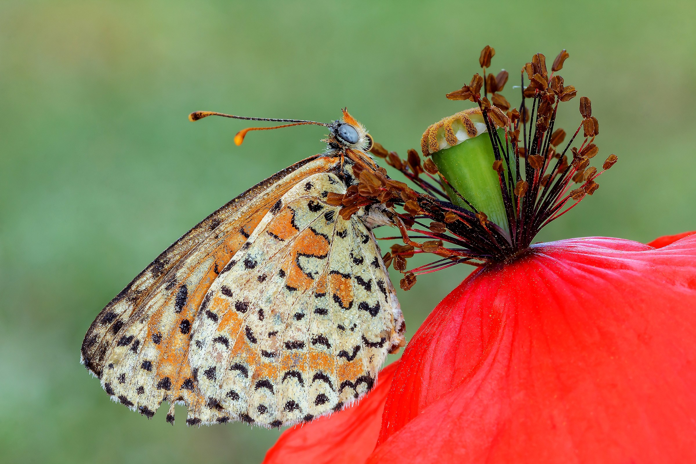Melitaea in rosso...