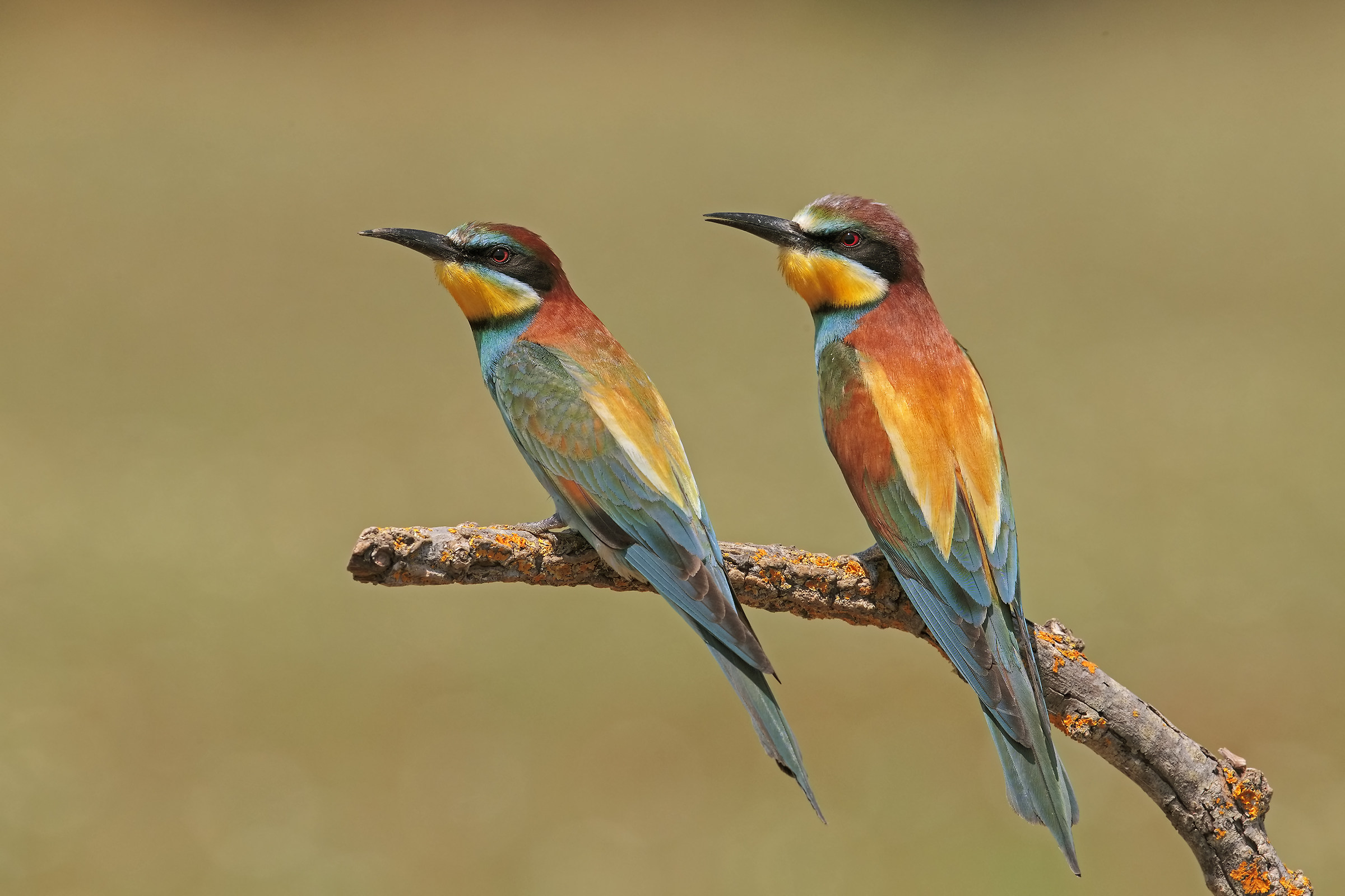 pair of bee-eaters