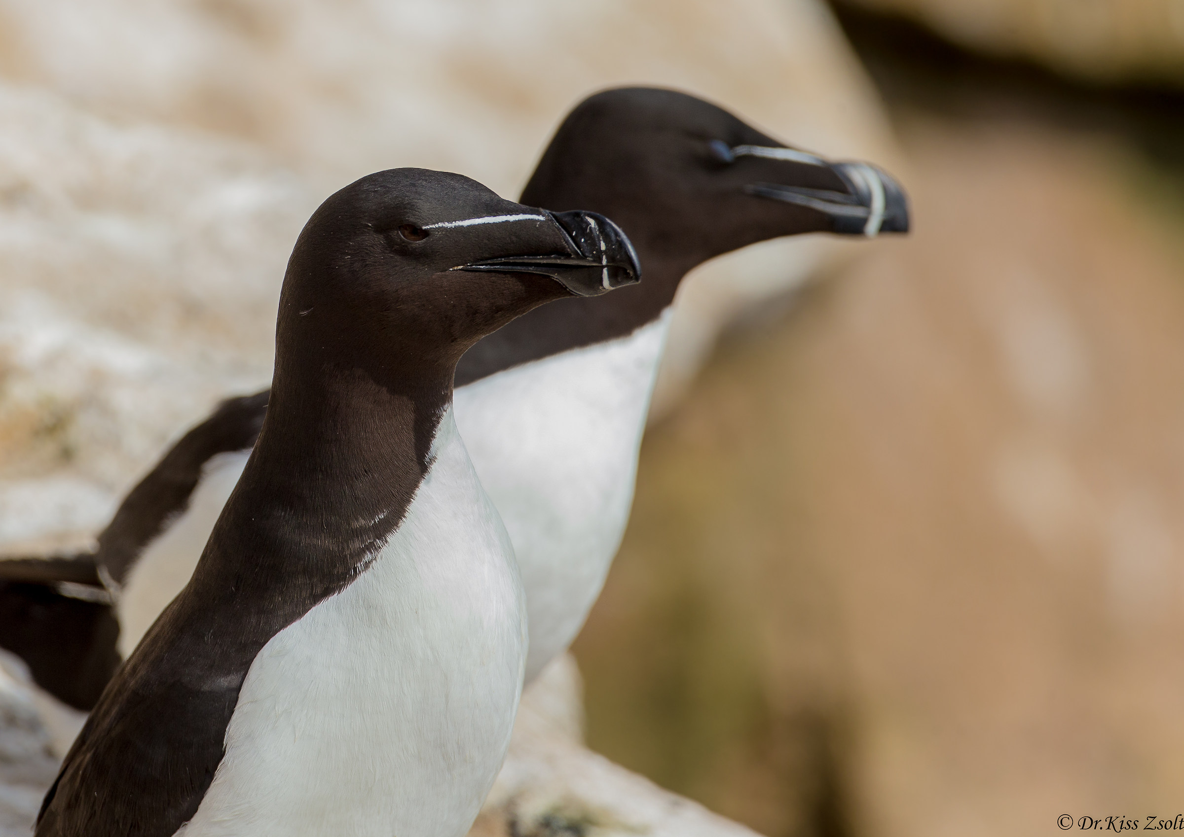 Razorbills