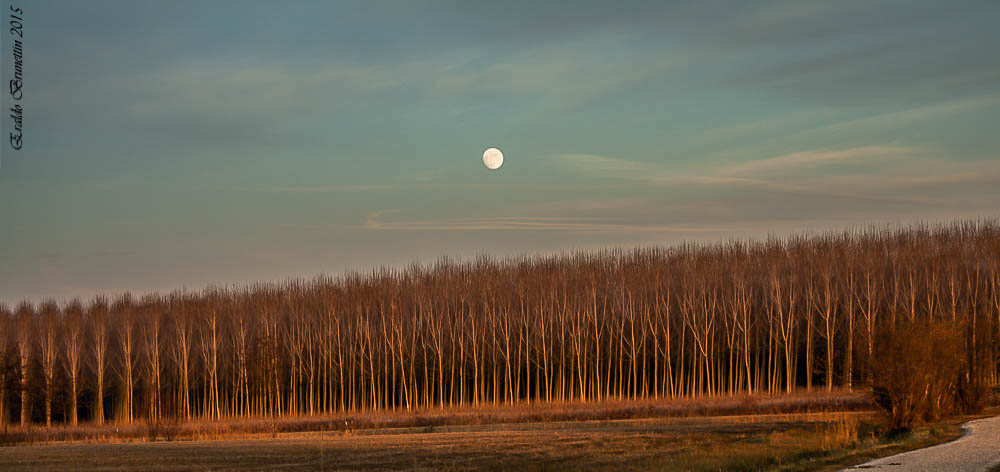 Spunta la luna sul bosco.