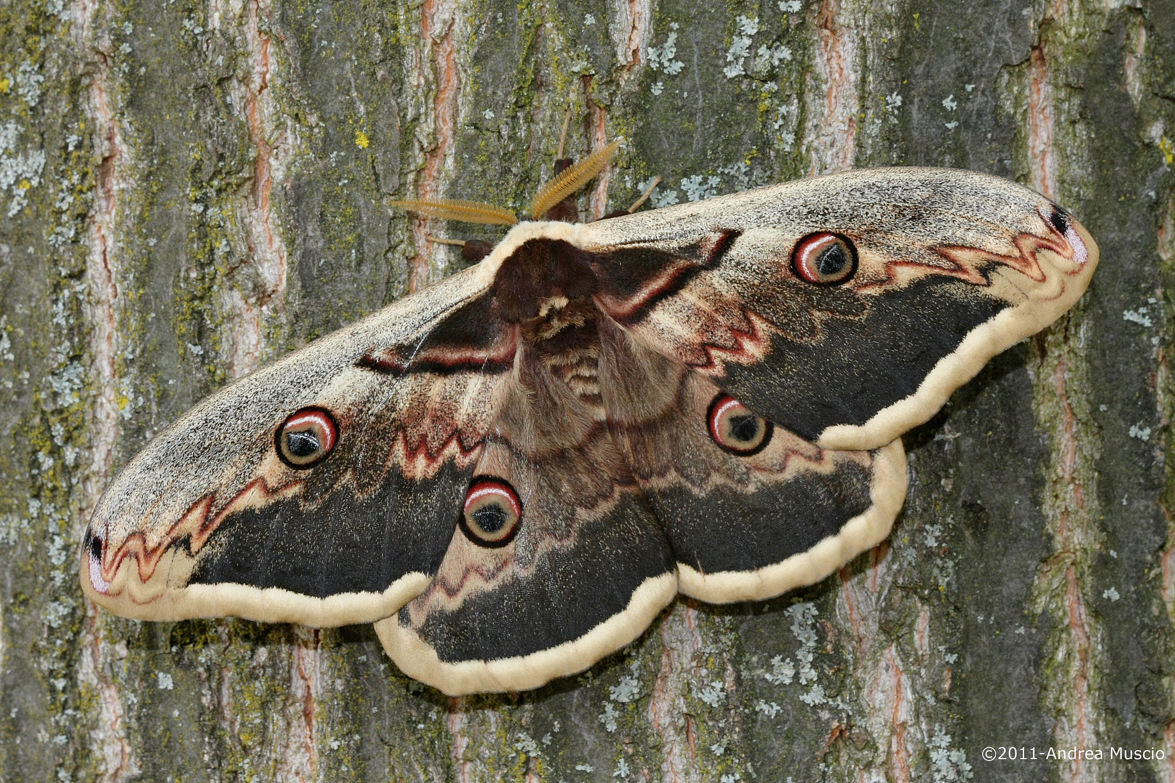 Saturnia pyri
