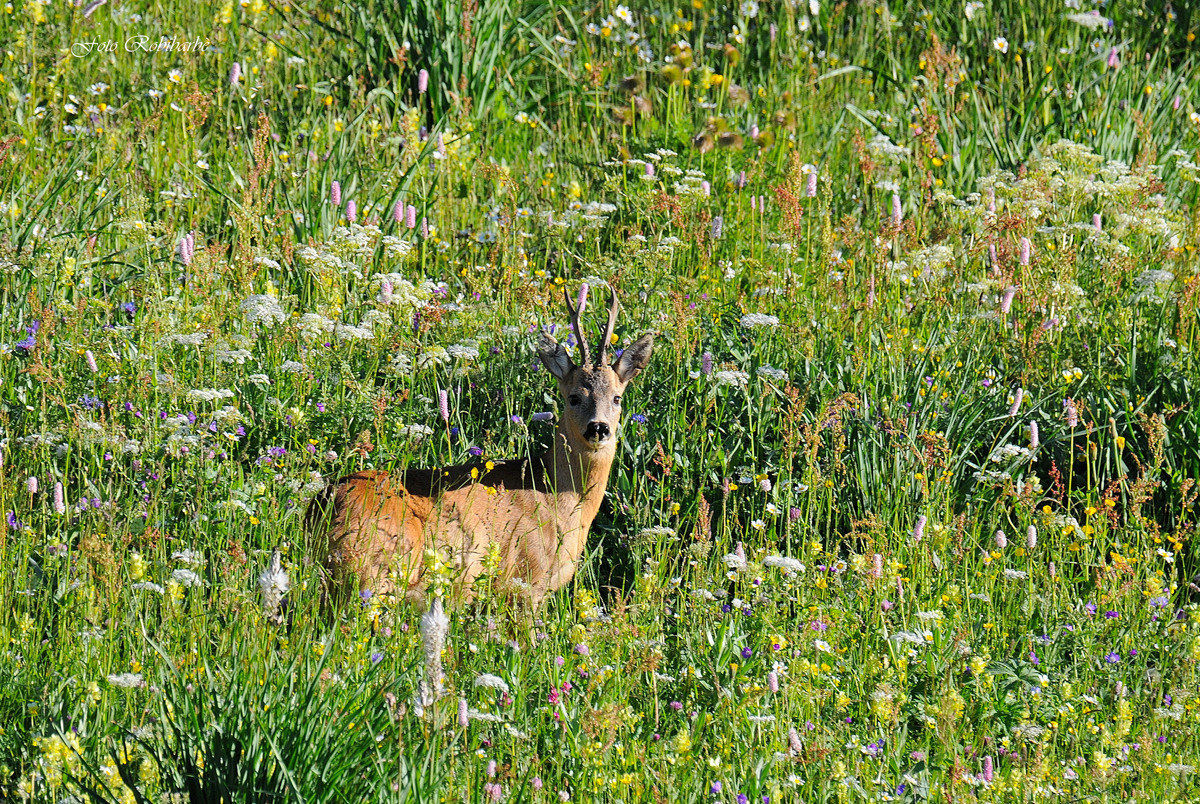 Capriolo ...millefiori...
