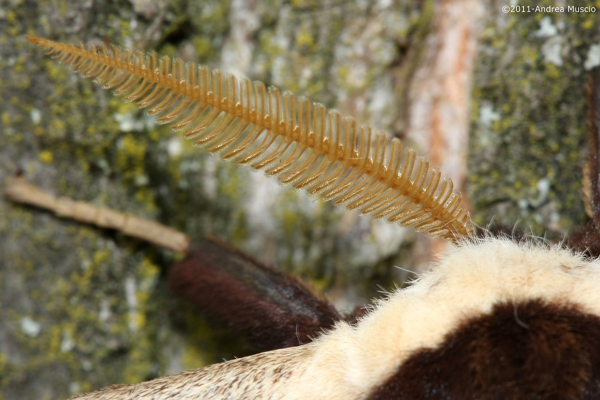 Particolare delle antenne