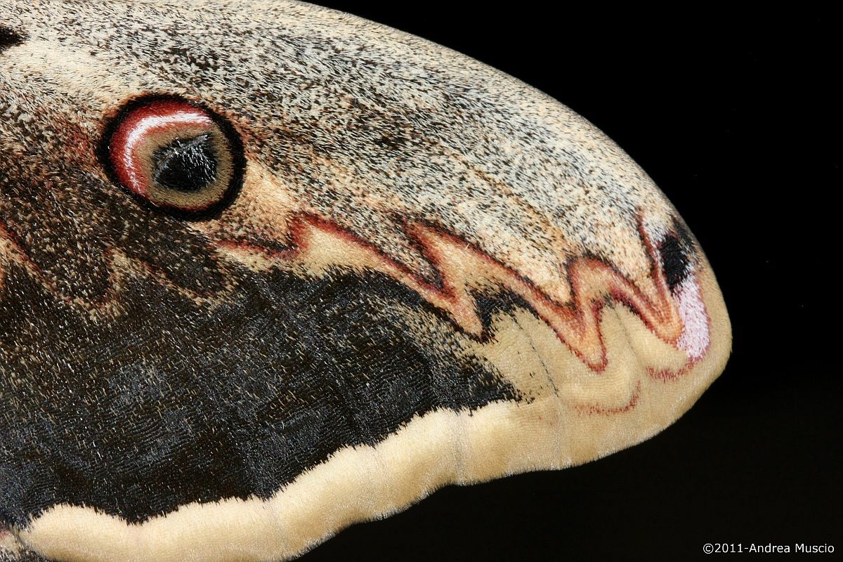 Particolare delle ali