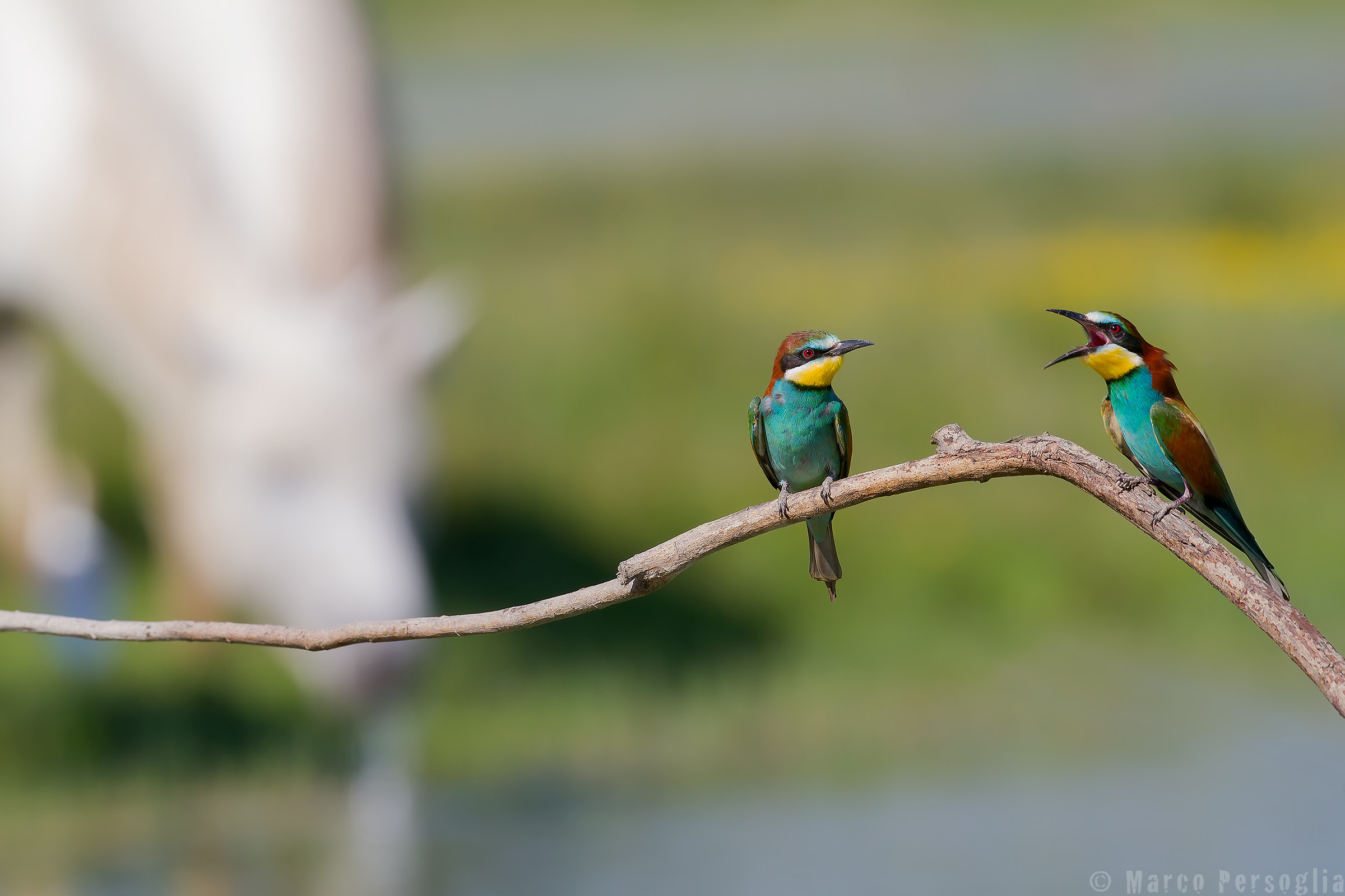 Watch out for the horse !!!