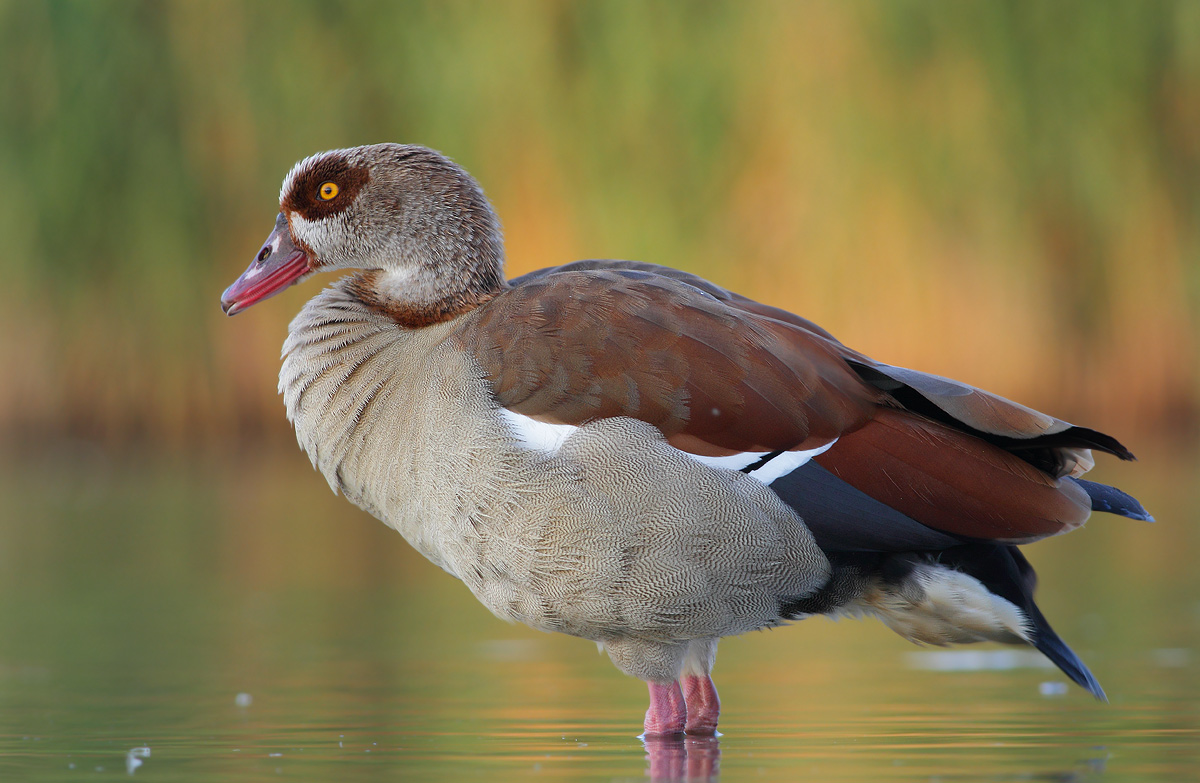 Egyptian Goose