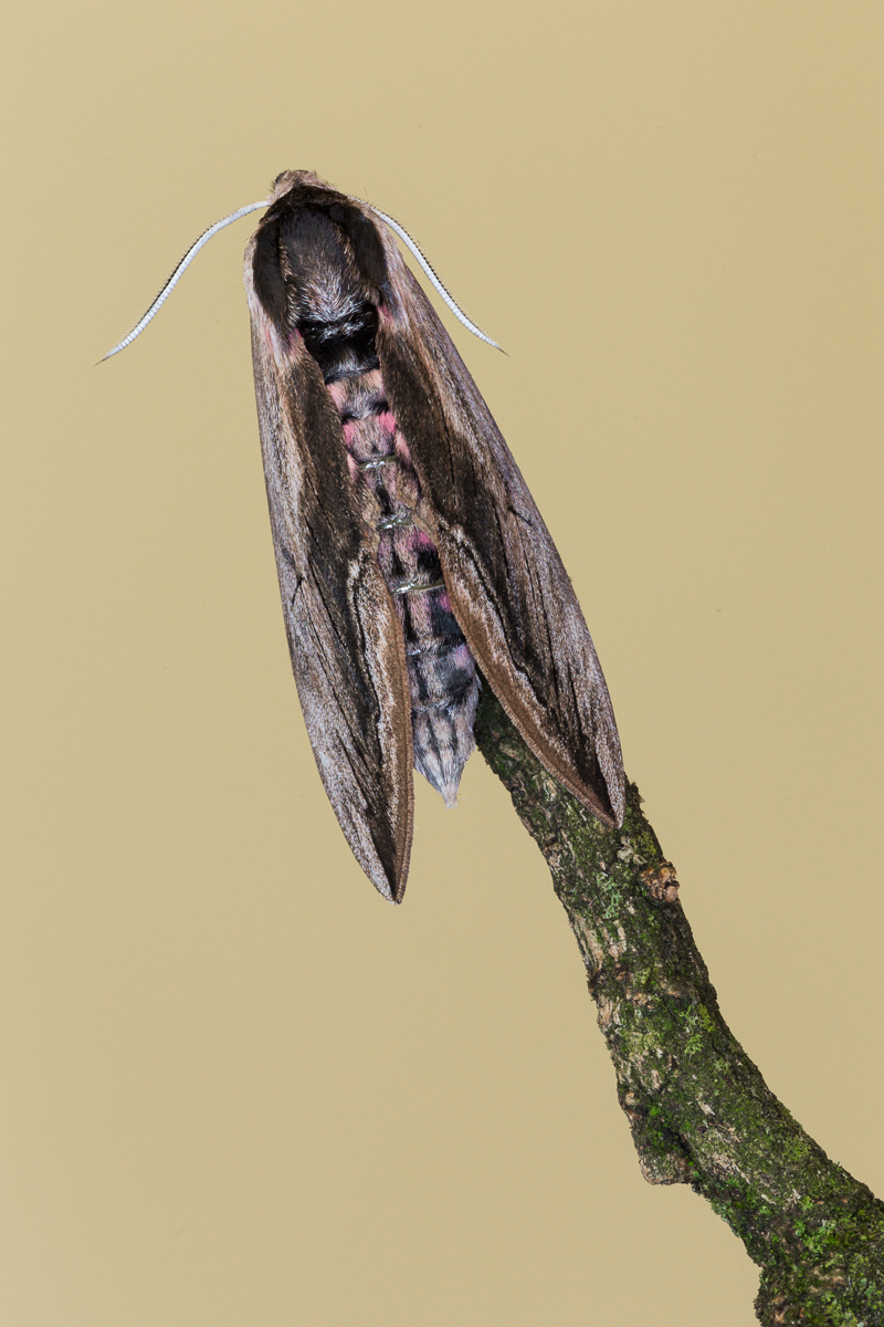 Sfinge del ligustro - imago