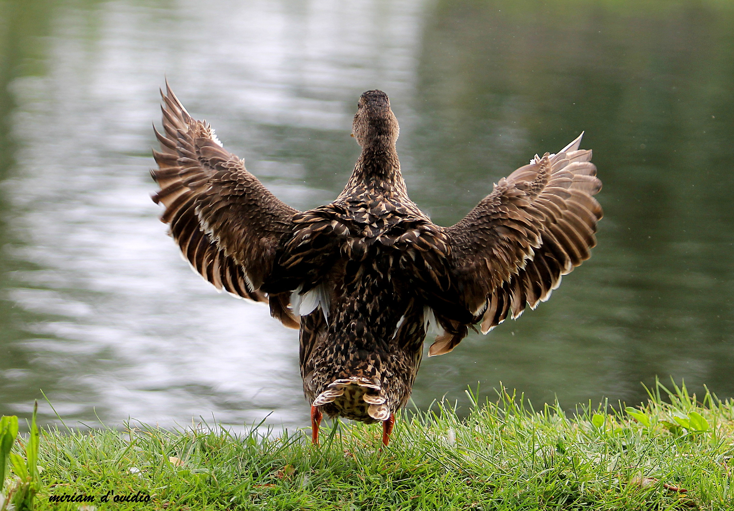 Largooooo! Arrivoooo!