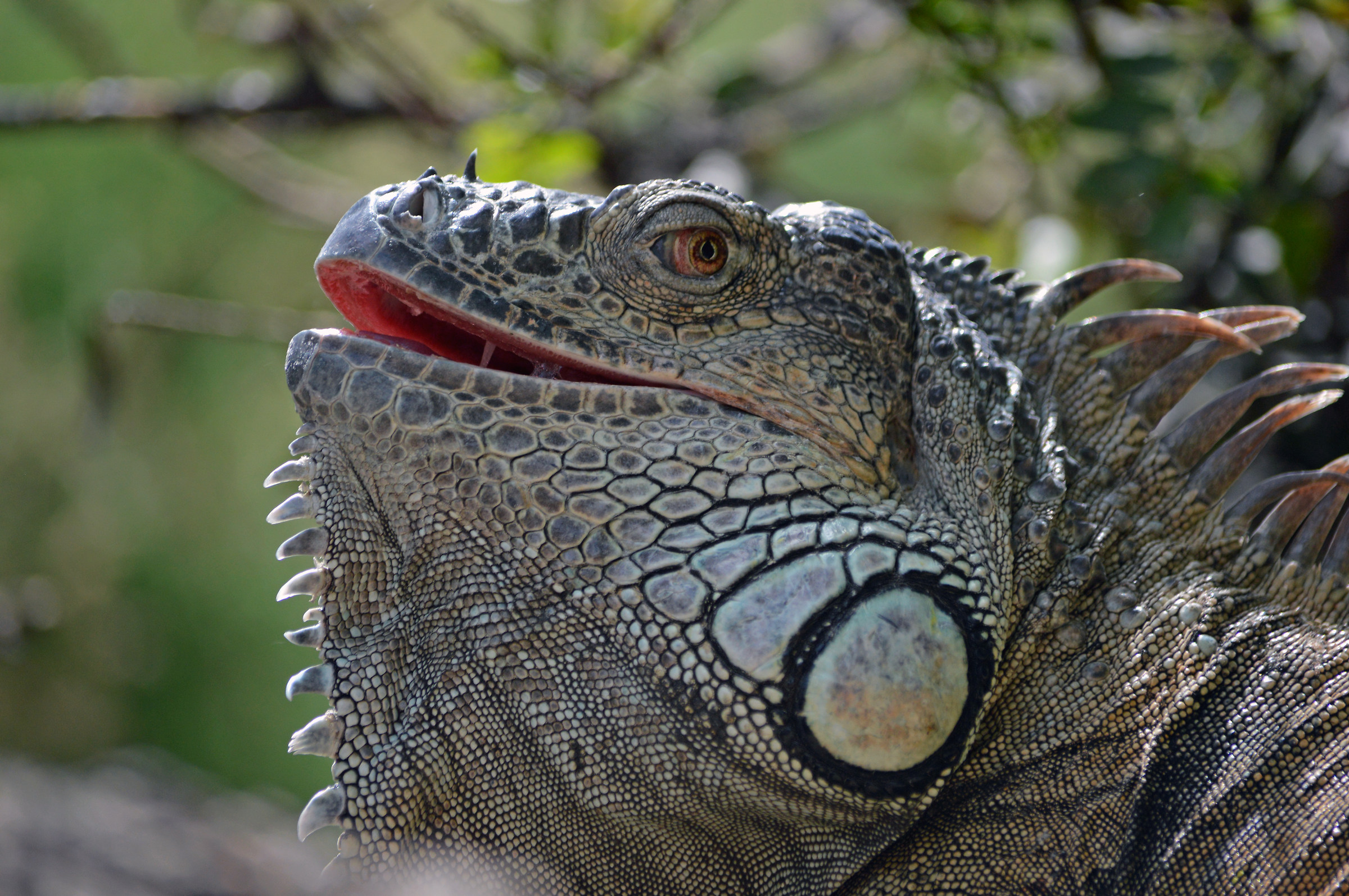 Iguana
