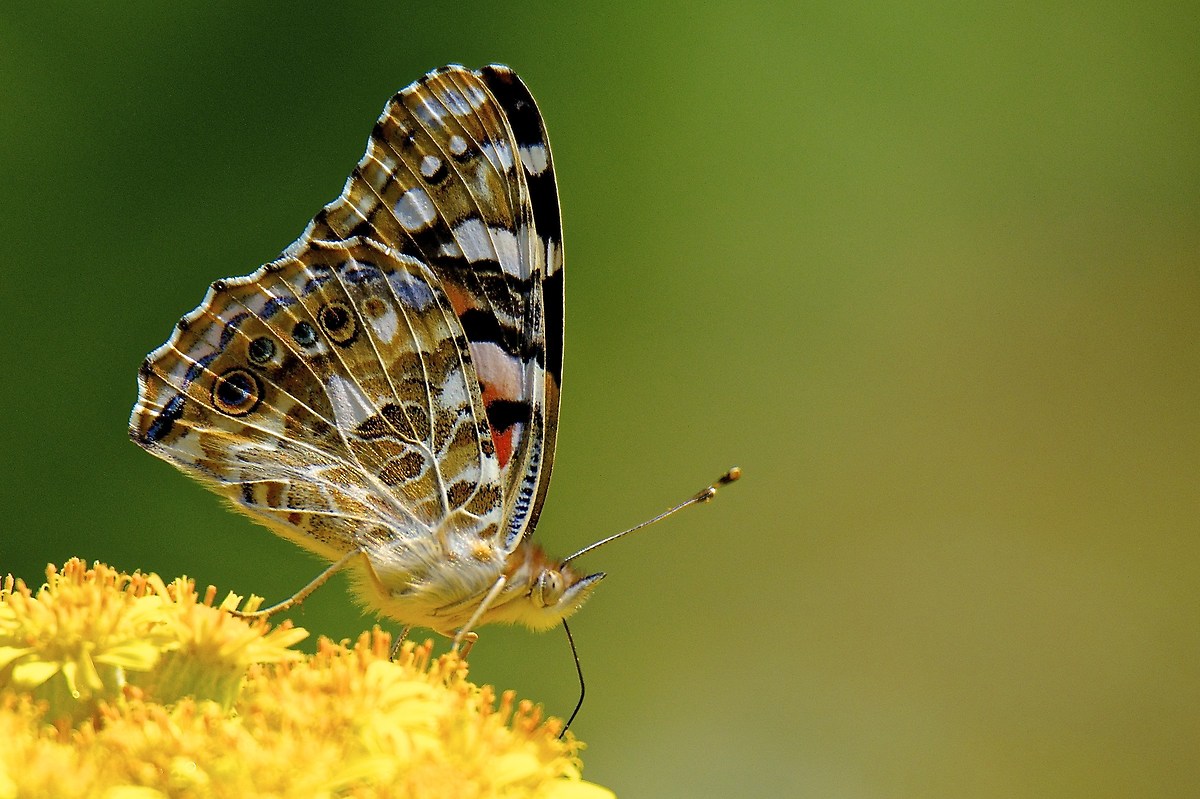 Vanessa cardui
