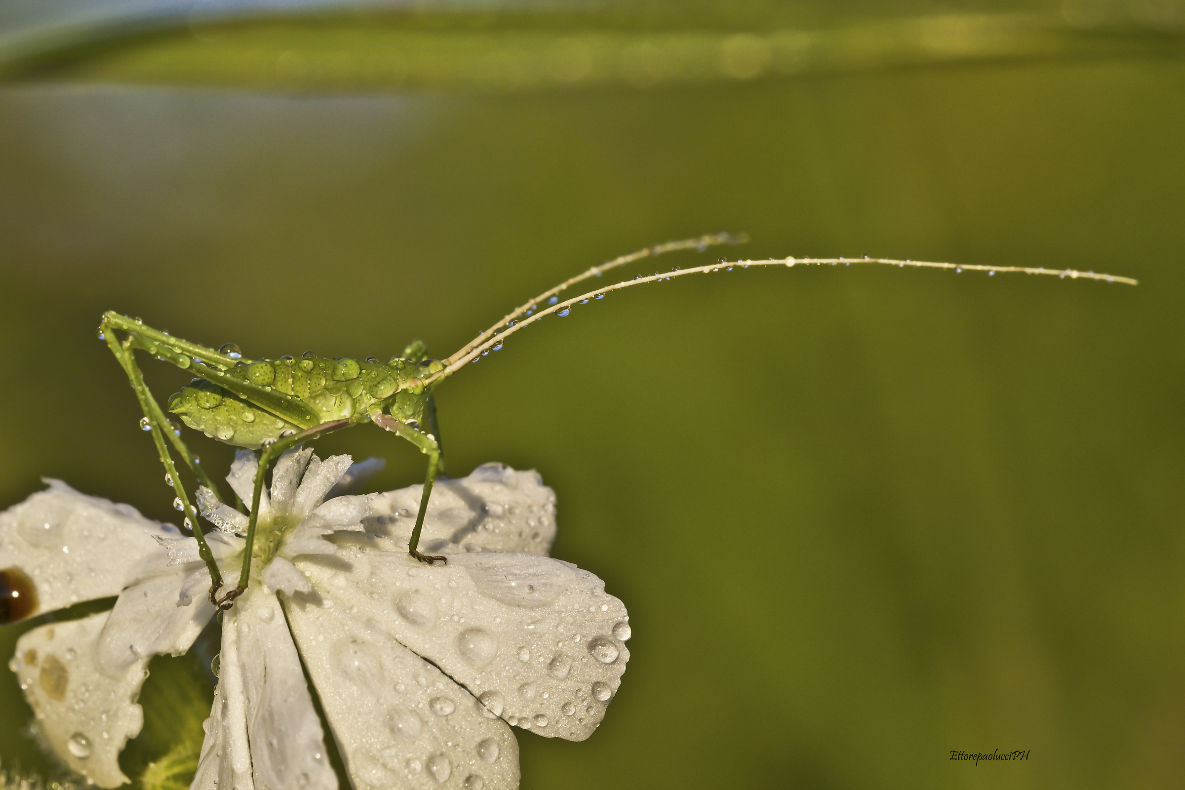 The Grillo morning 1