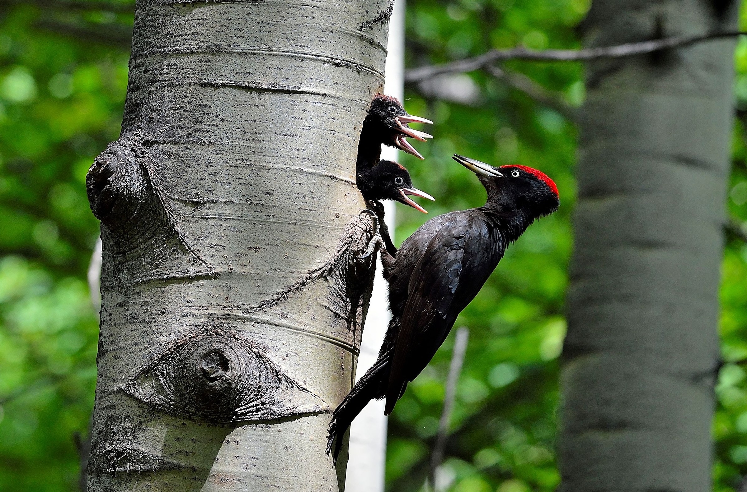 black woodpecker with offspring