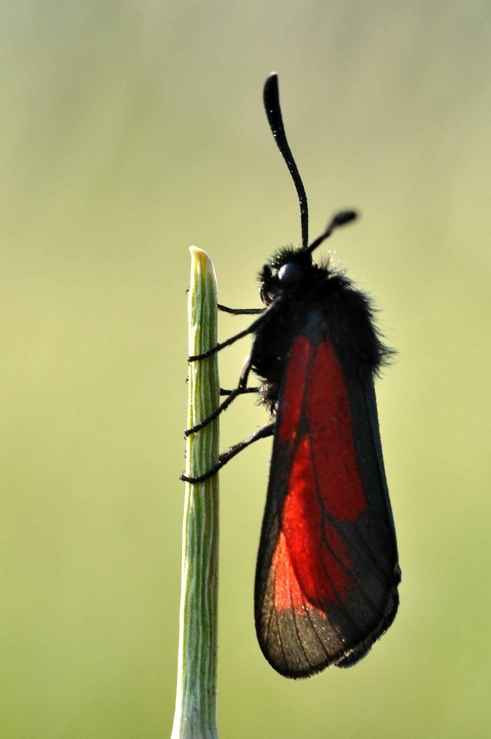 Zygaena purpuralis