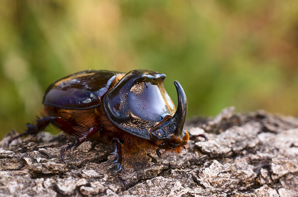 Not only in Africa there are the Rhinos