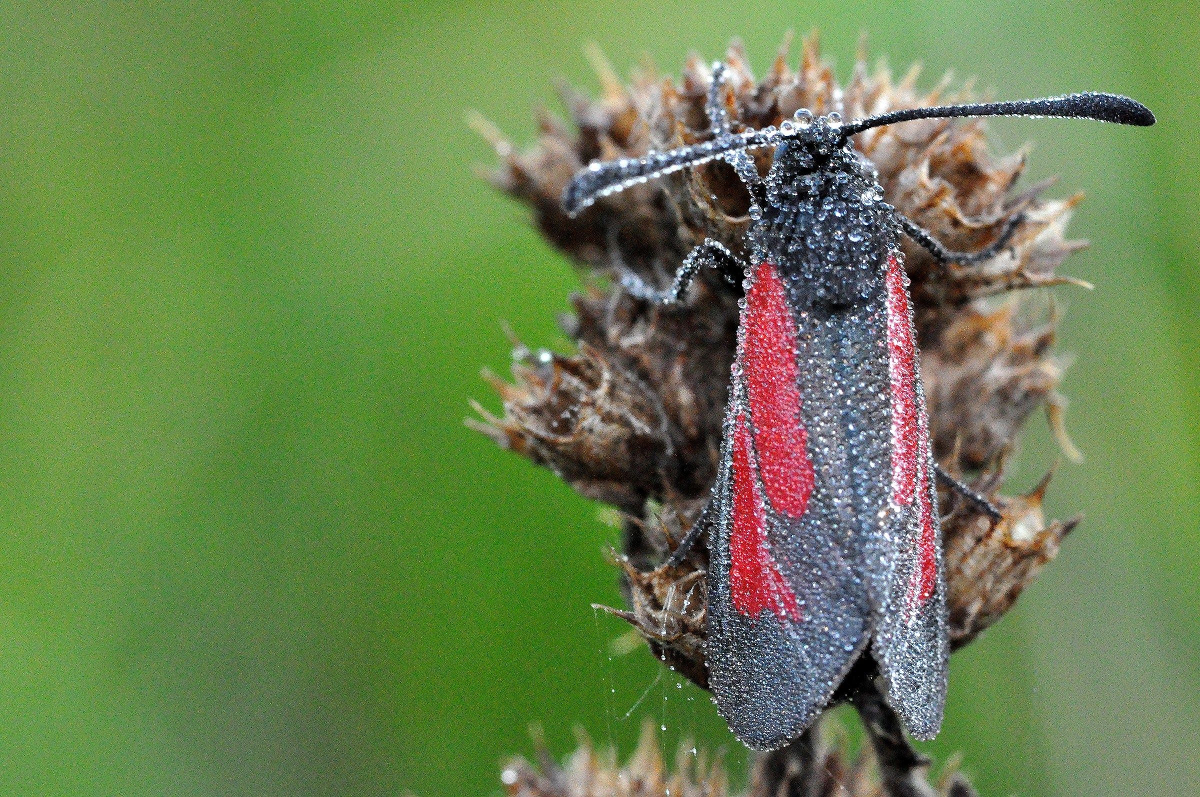 Zygaena purpuralis