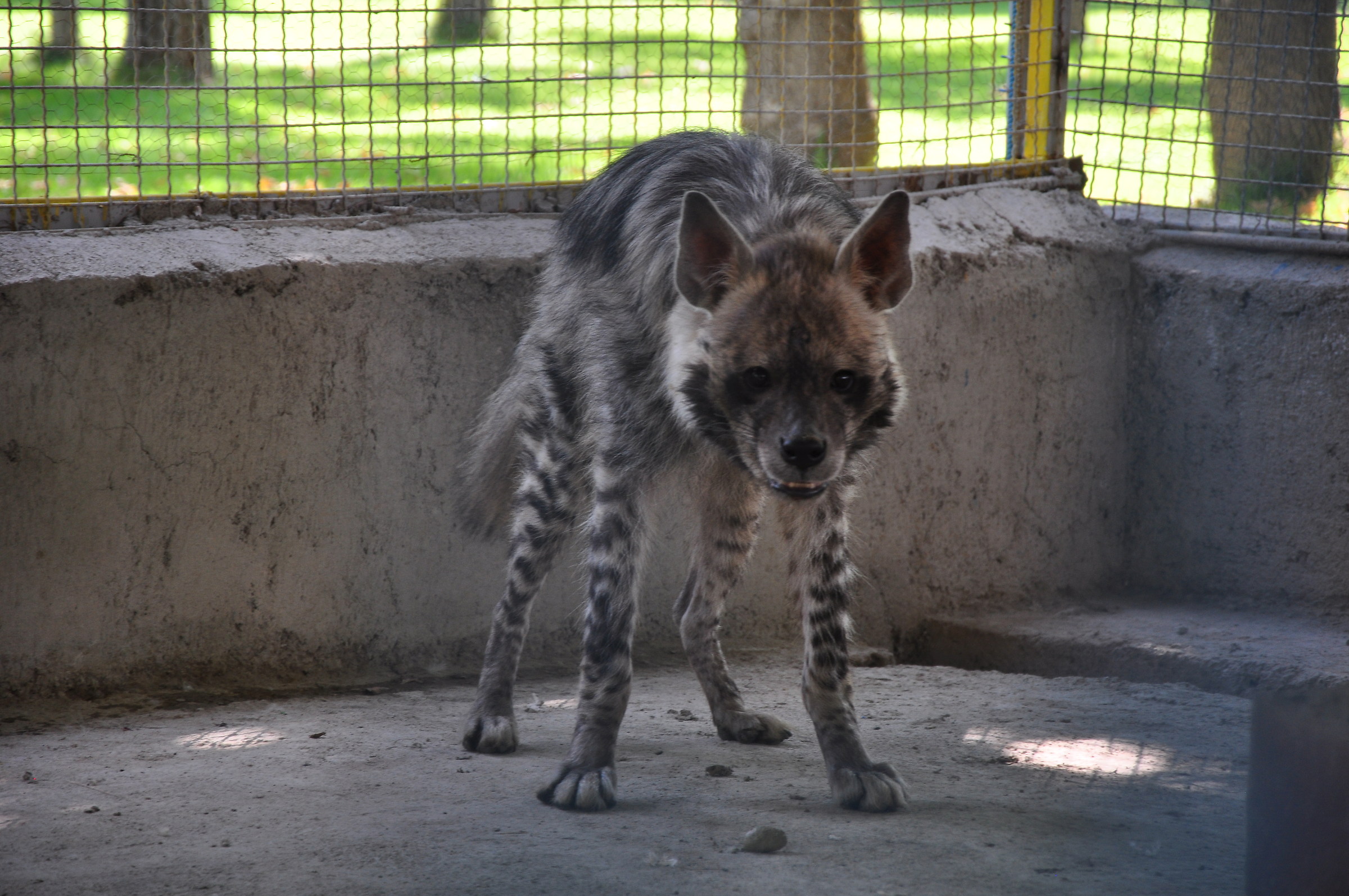 nikon D90  1/50 sec 1so.250 f/6.3