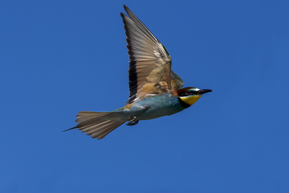 bee-eater in flight