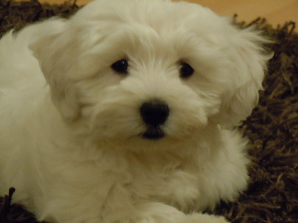 I have three buttons blacks on the face