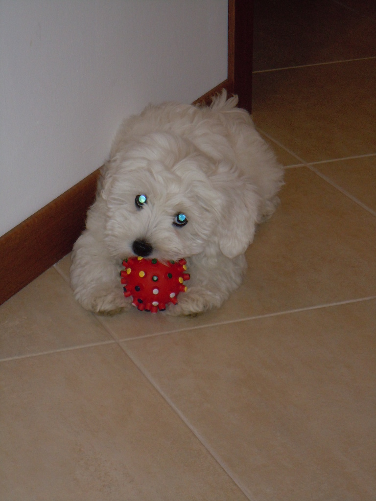 ... And I have many toys