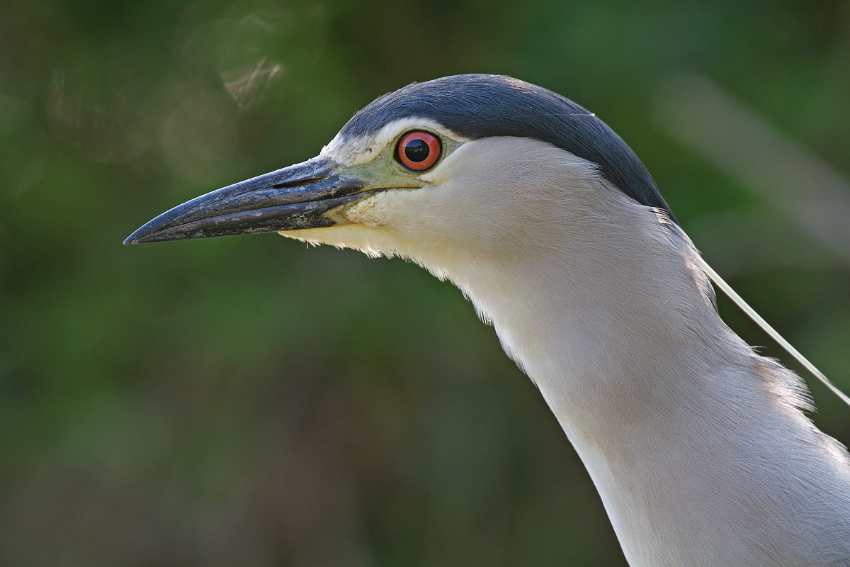 Ritratto di nitticora