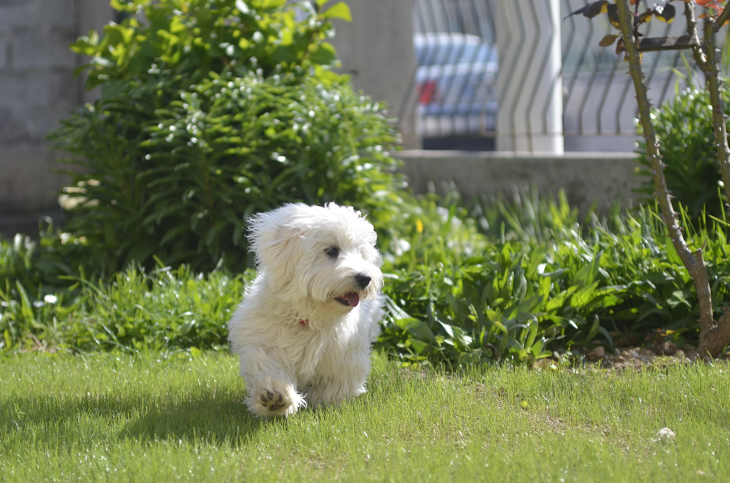 I like playing in the garden