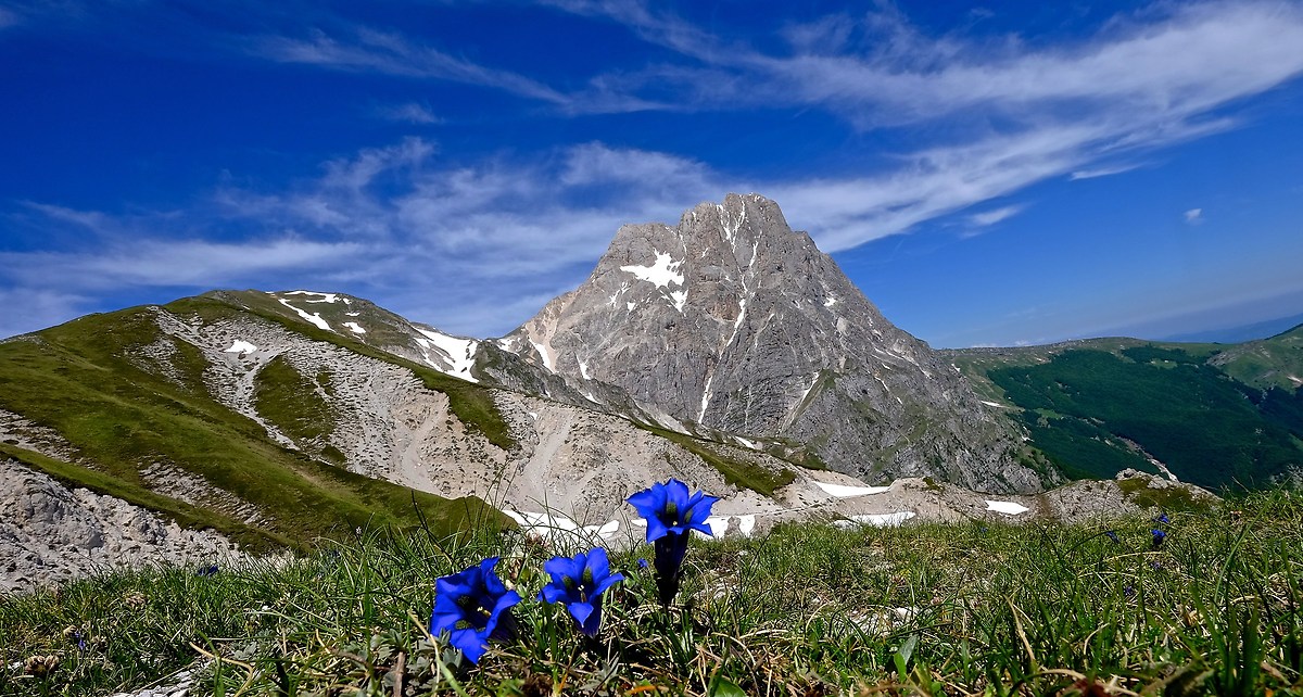 la genziana e il Gransasso