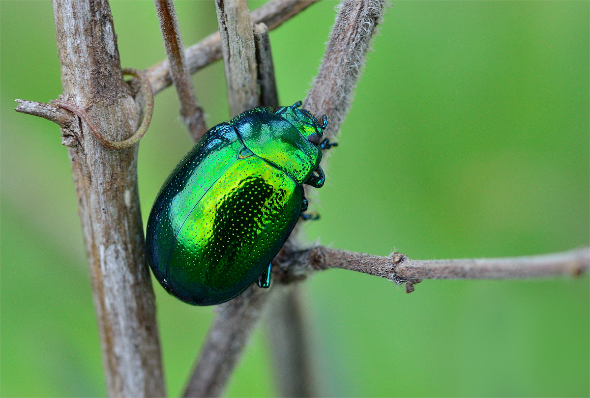 Lo smeraldo senza anello (fam. Chrysomelidae)