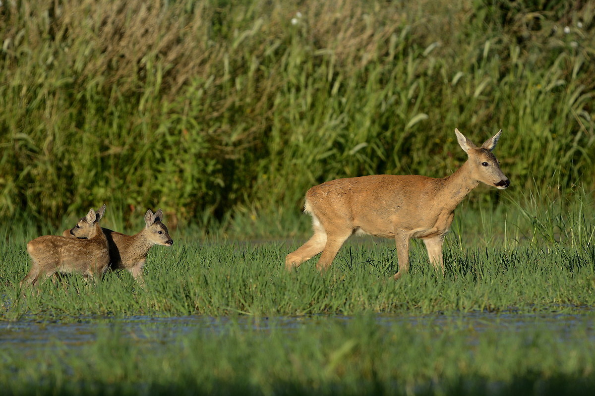 Mother deer and offspring