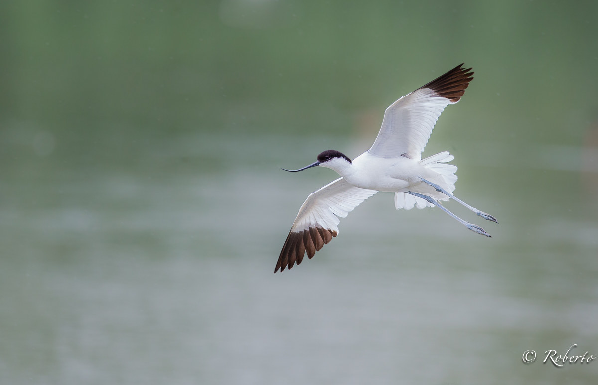 Avocet