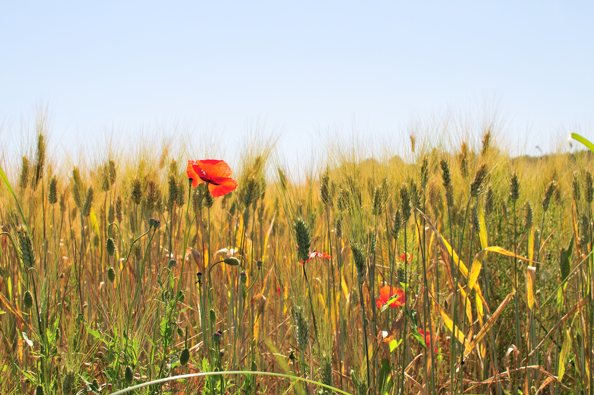 campi di grano in campagna romana via aurelia i terzi