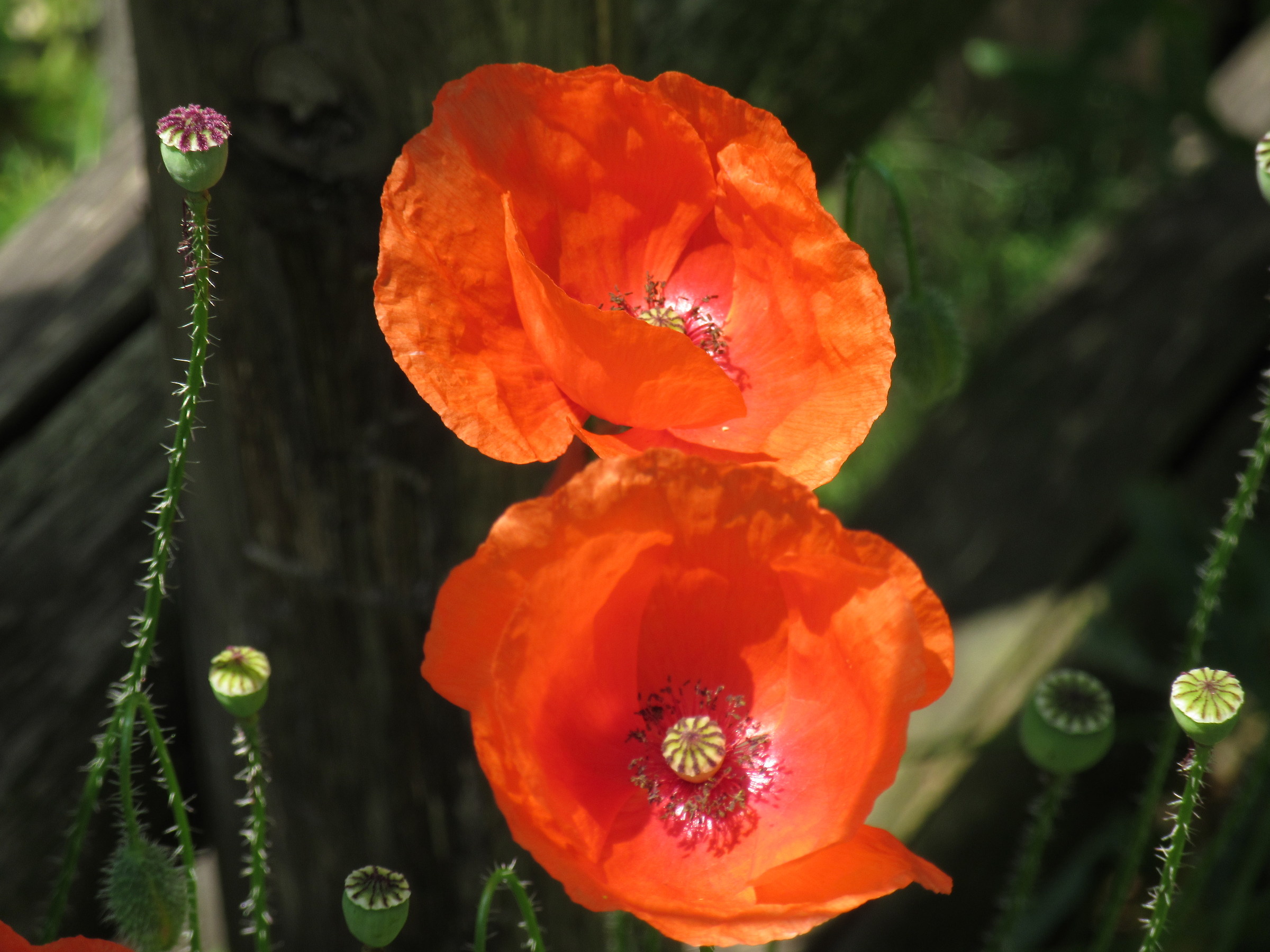 poppies