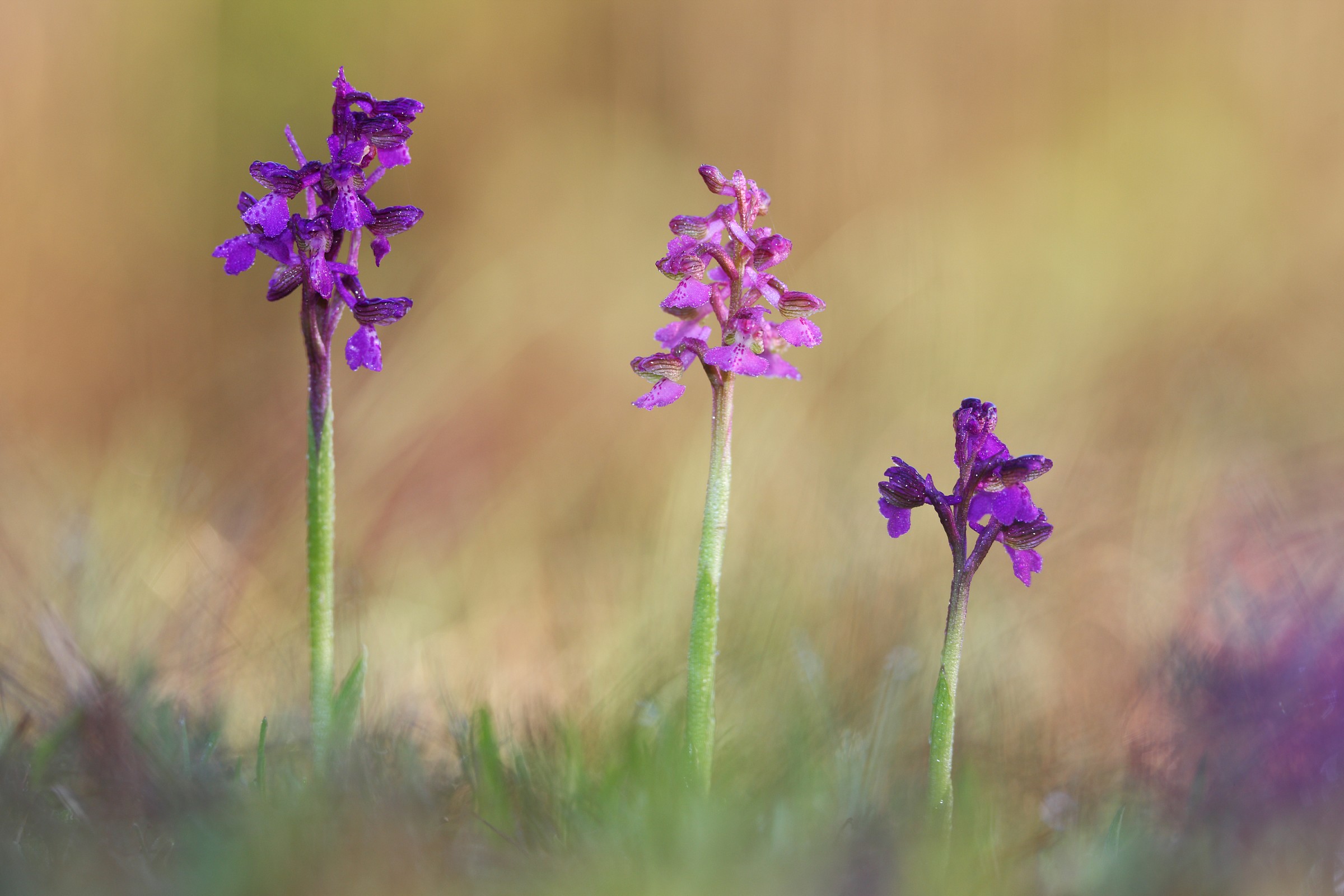 Anacamptis morio