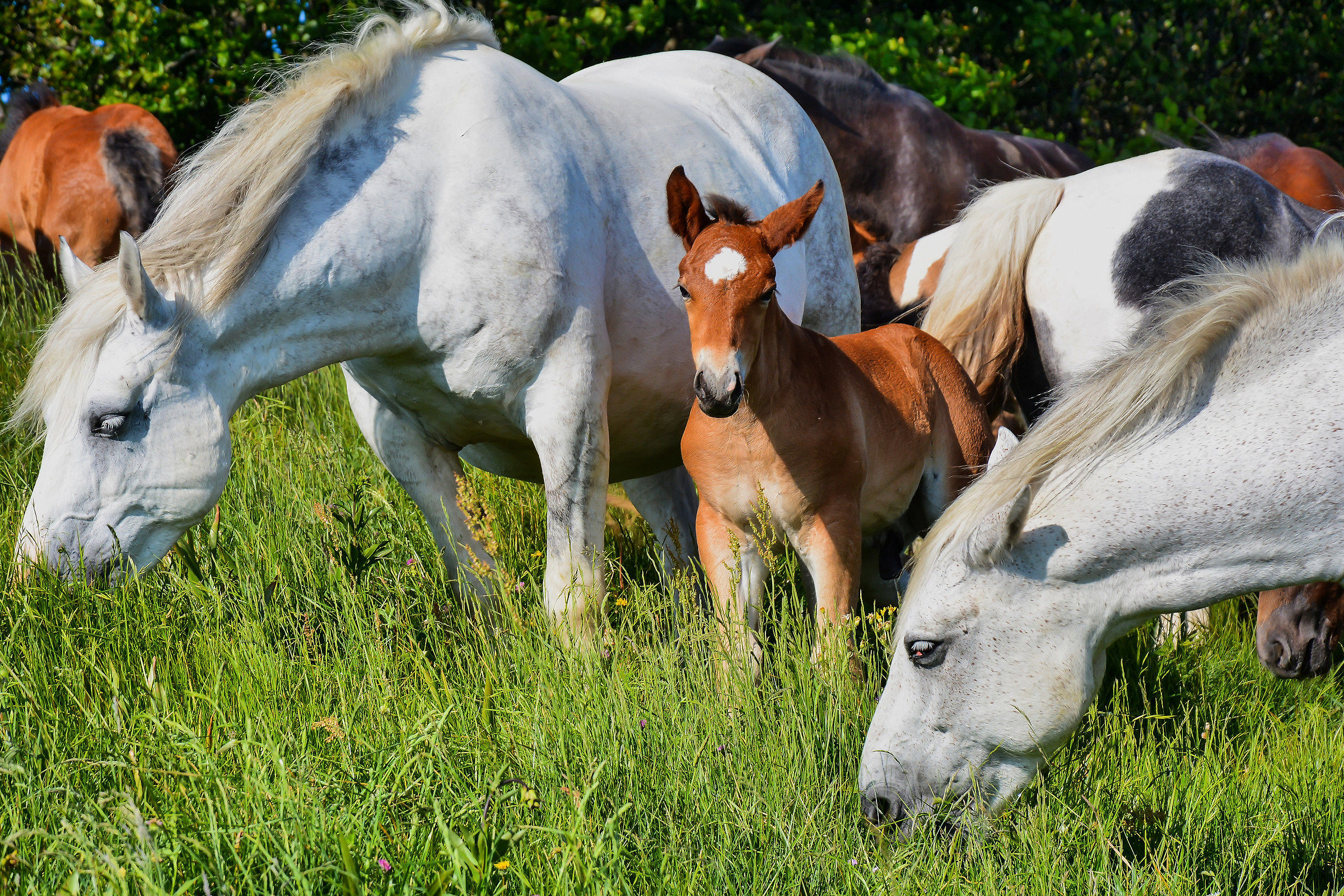 cavalli liberi al groppo del vescovo