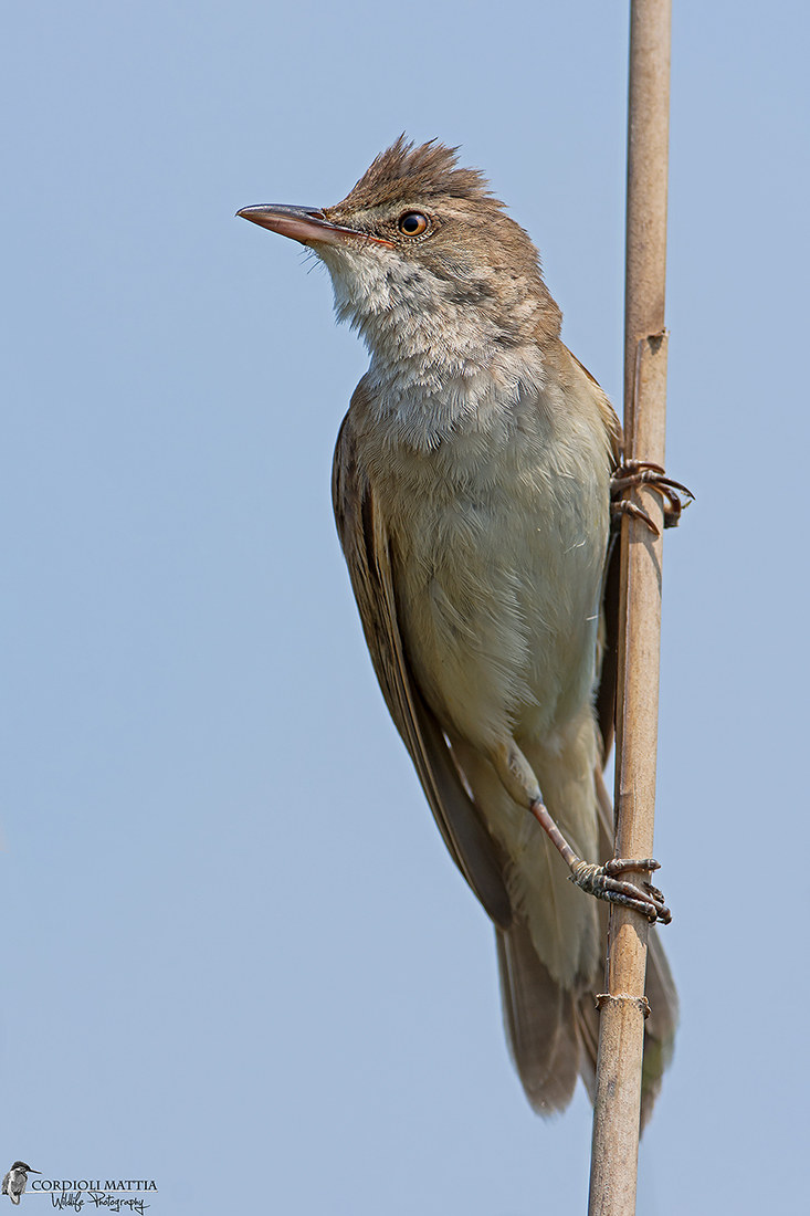 cannareccione no crop