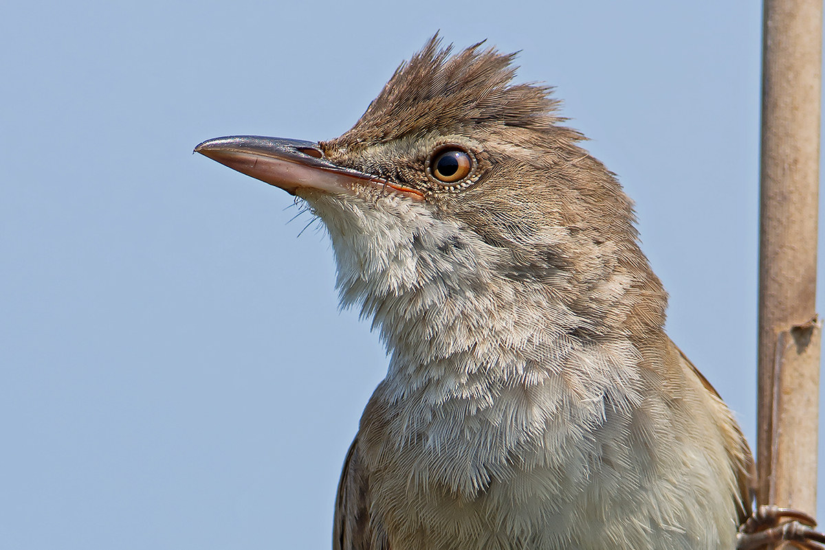 particularly the warbler