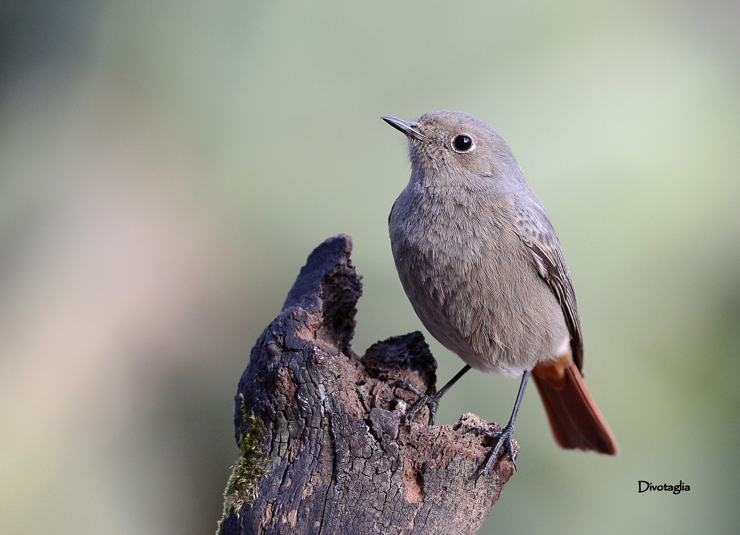 Female black redstart