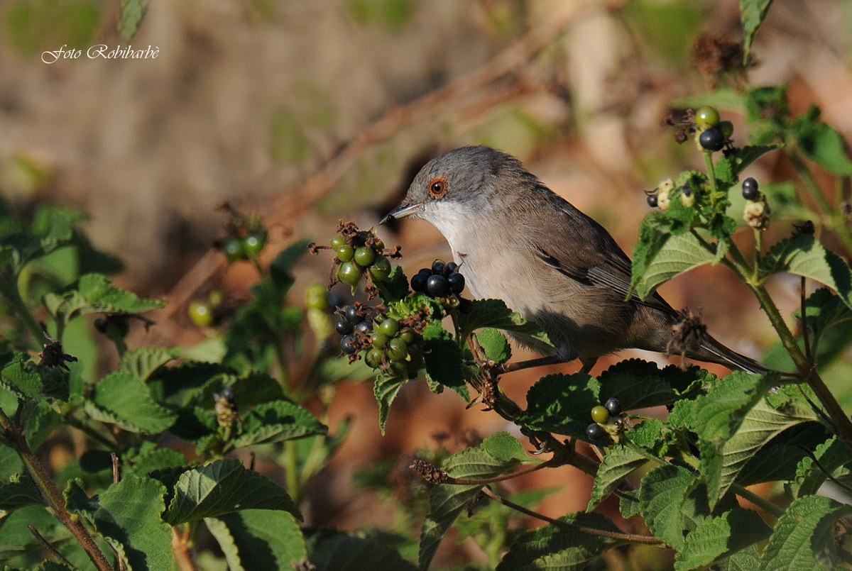 Occhiocotto...femmina golosa....