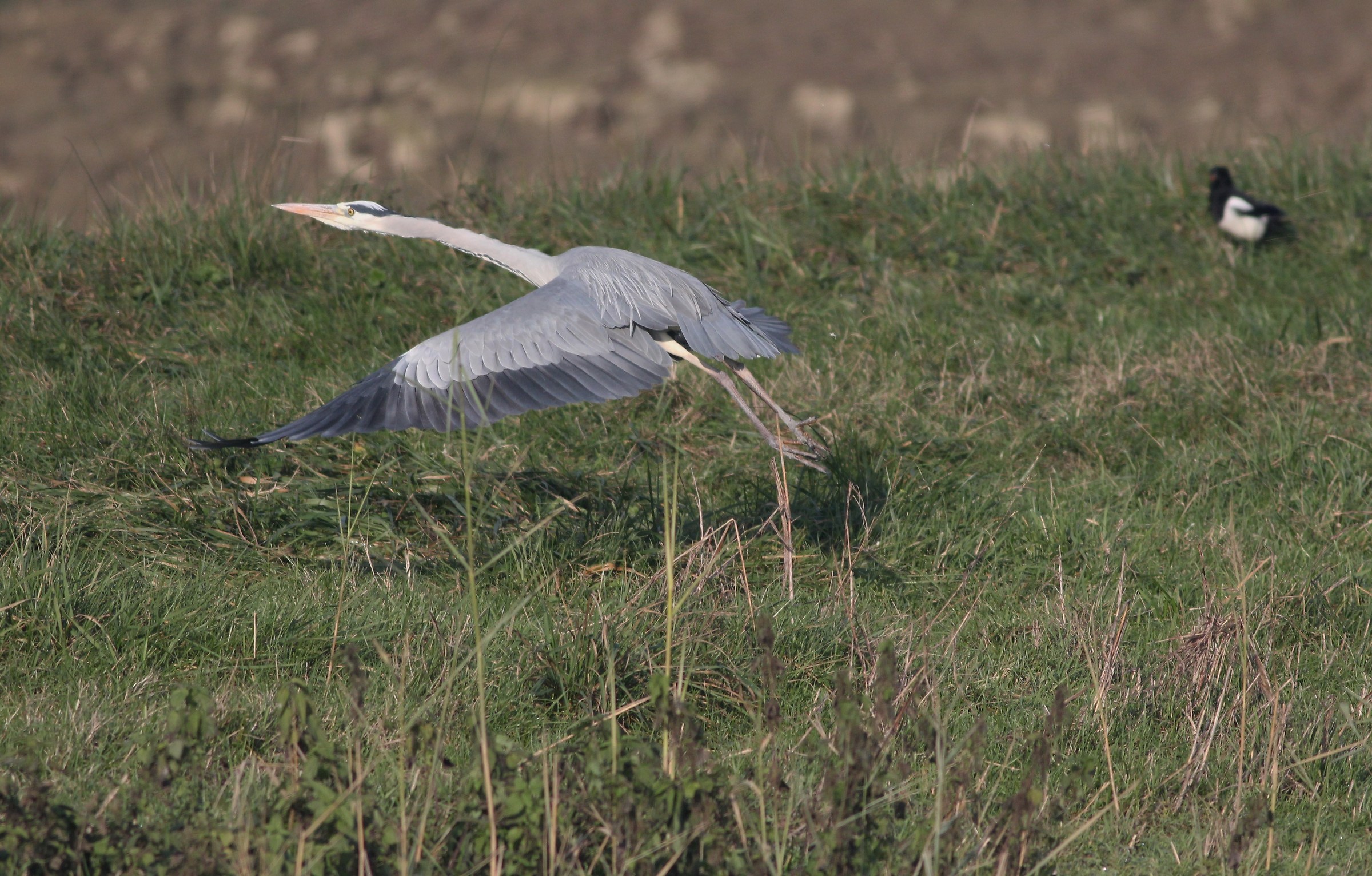 heron flight