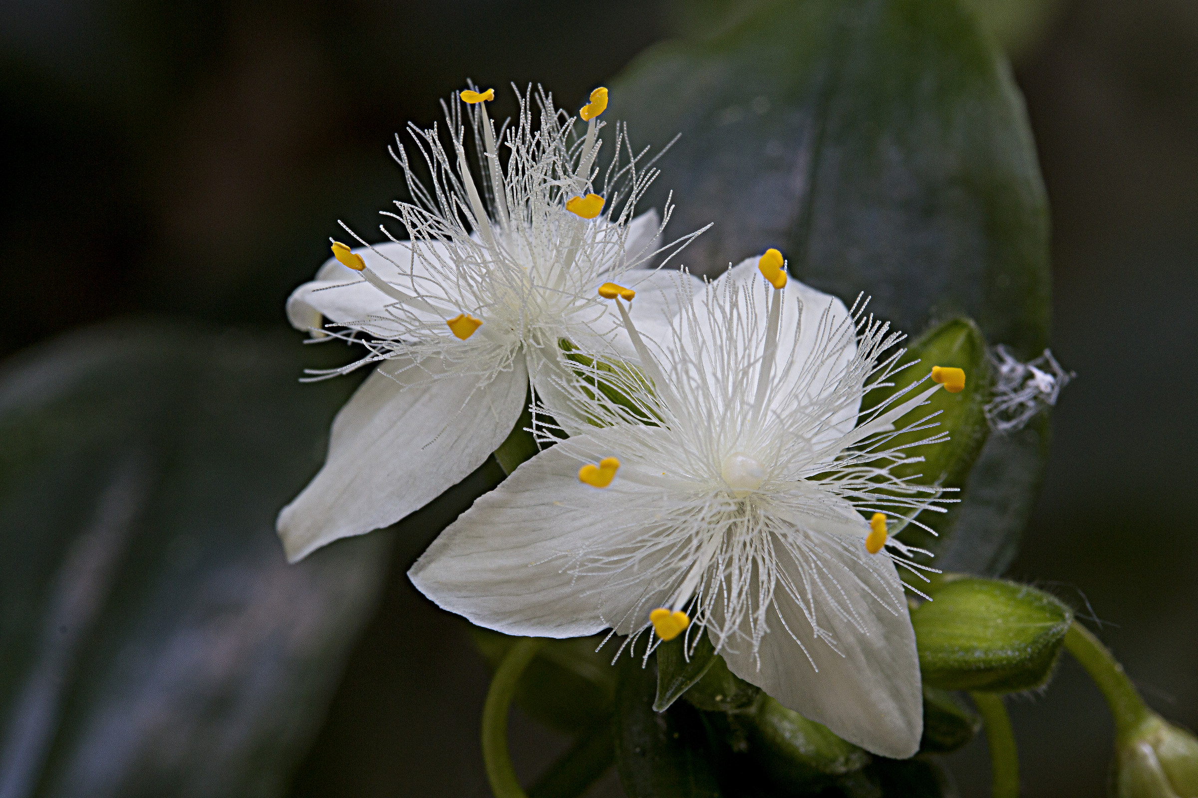 Tradescantia Fluminensis