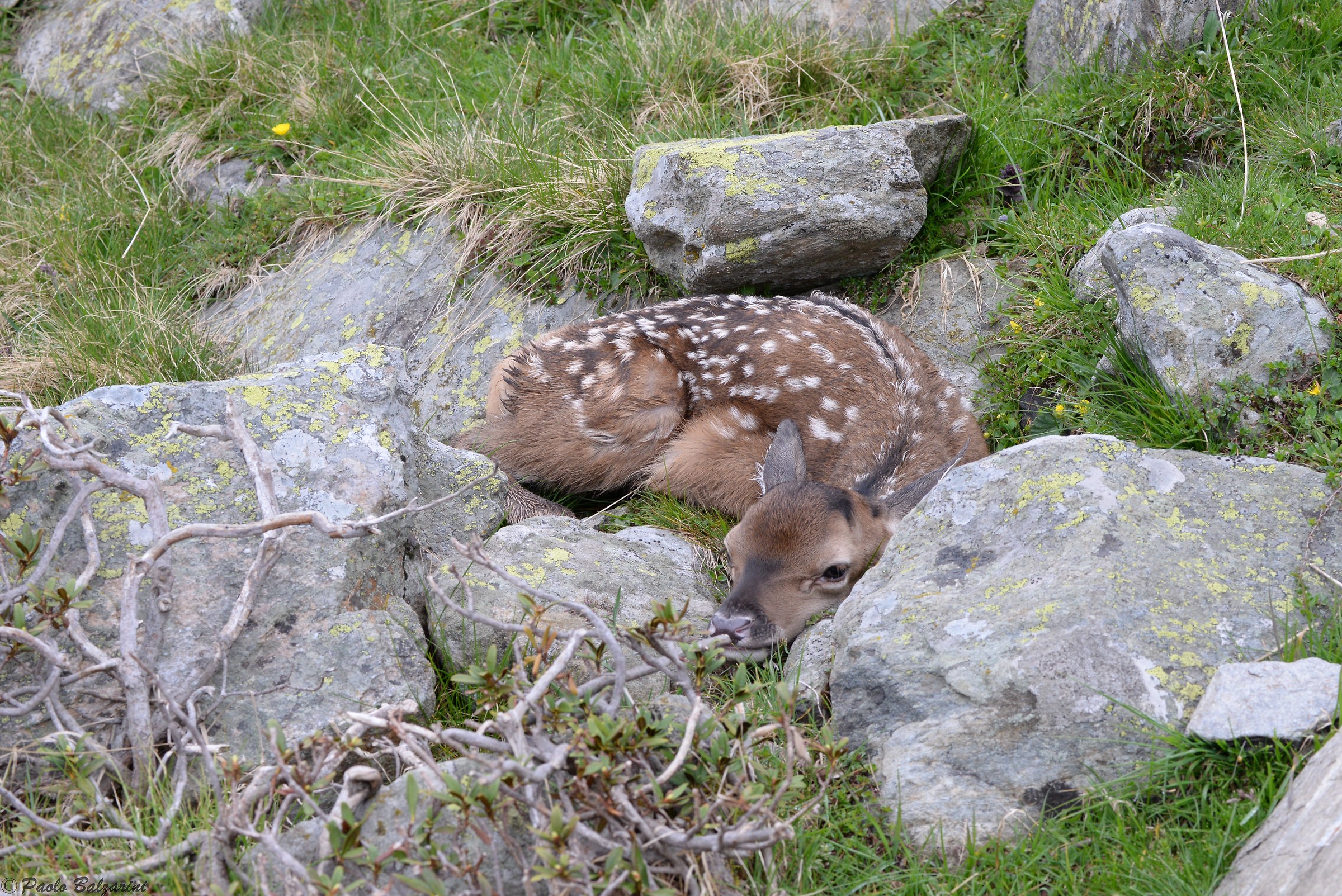 Small deer first days of life