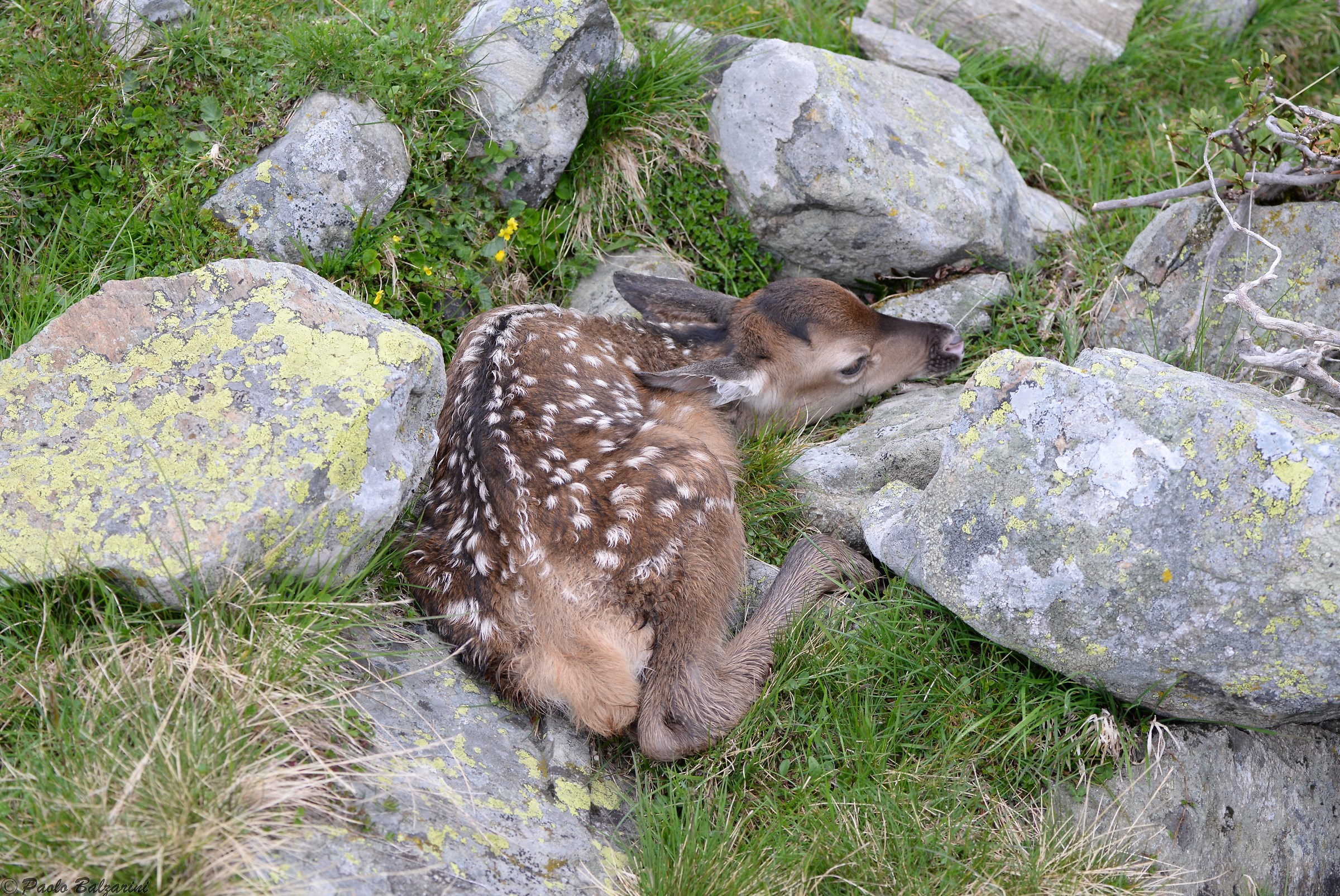 Small deer first days of life