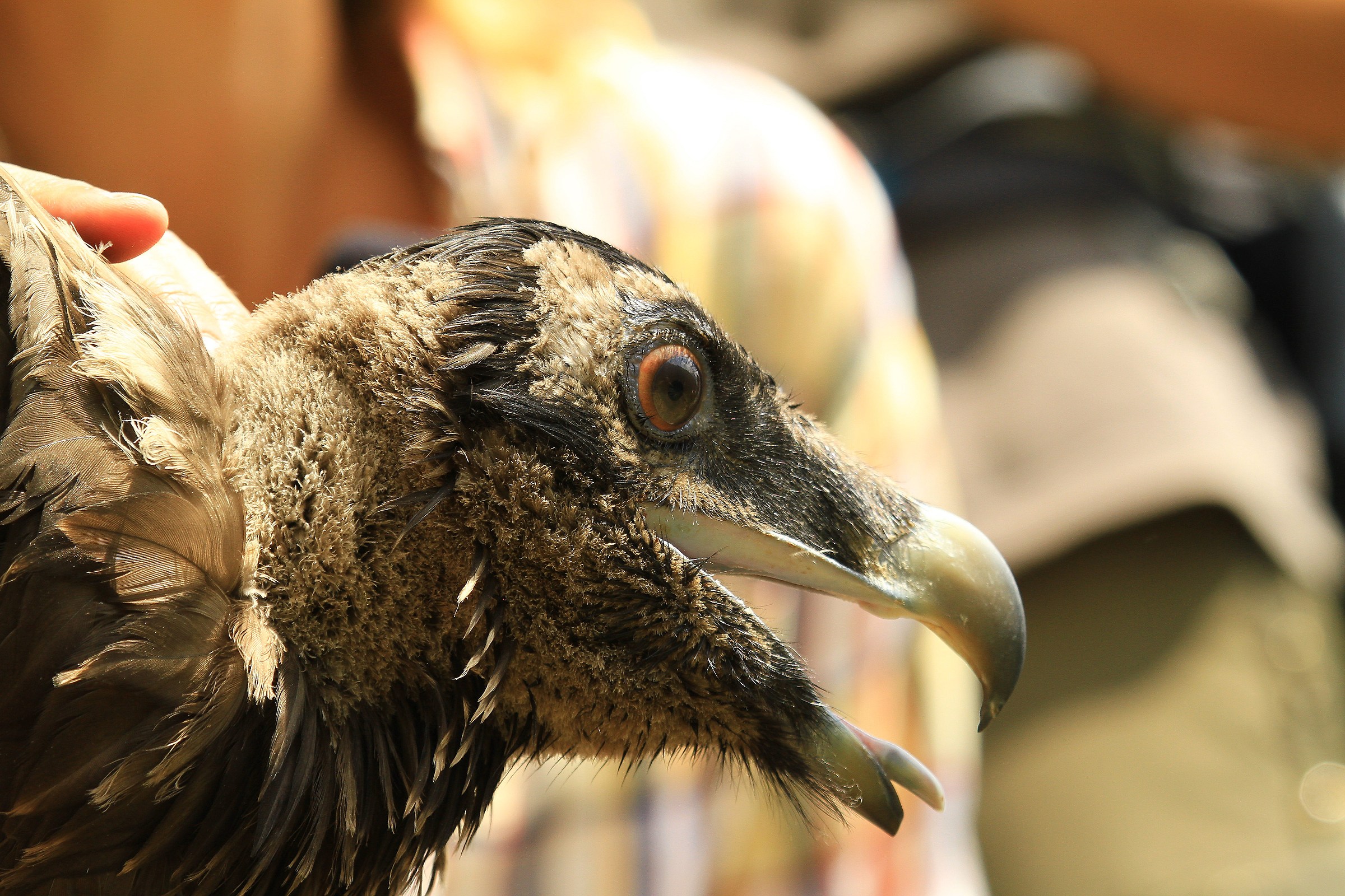 un primo piano che spero di ripetere in natura...